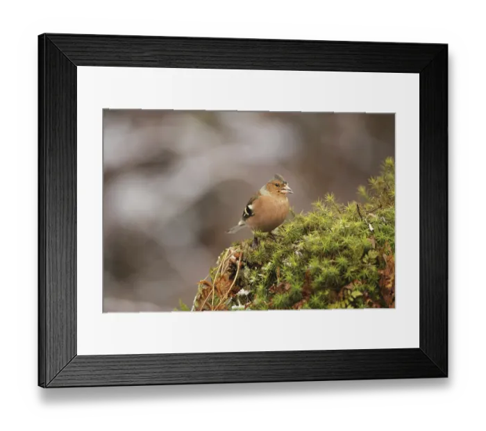 Framed Print : Common chaffinch (Fringilla coelebs) male feeding Framed Print : Common chaffinch (Fringilla coelebs) male feeding
