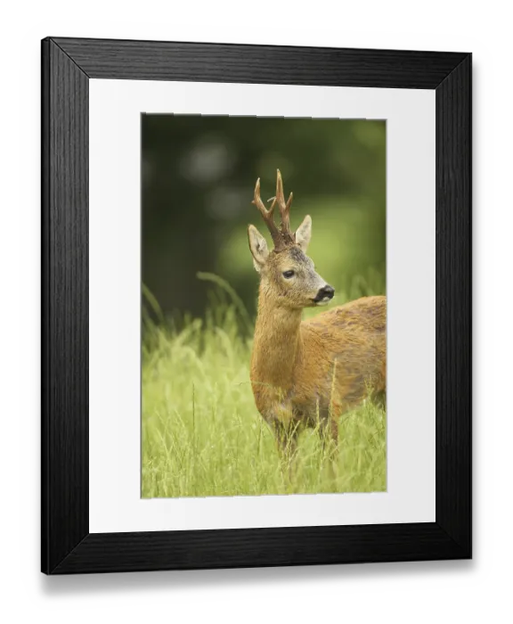 Framed Print : European roe deer (Capreolus capreolus) buck in summer coat on meadow