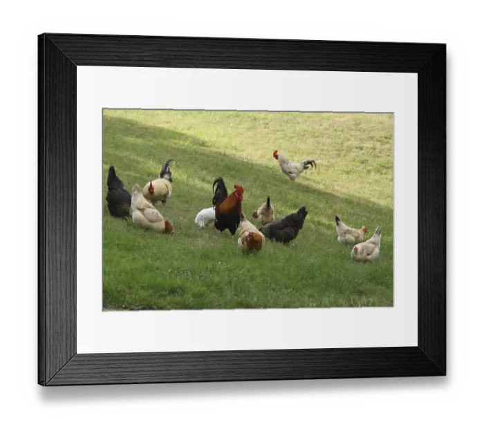 Framed Print : Domestic chickens, free-range, Sulmtaler and Altsteirer breeds
