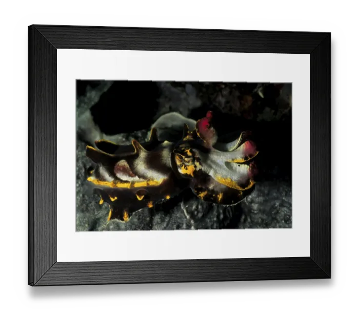 Framed Print : Flamboyant cuttlefish (Metasepia pfefferi) Framed Print : Flamboyant cuttlefish (Metasepia pfefferi)