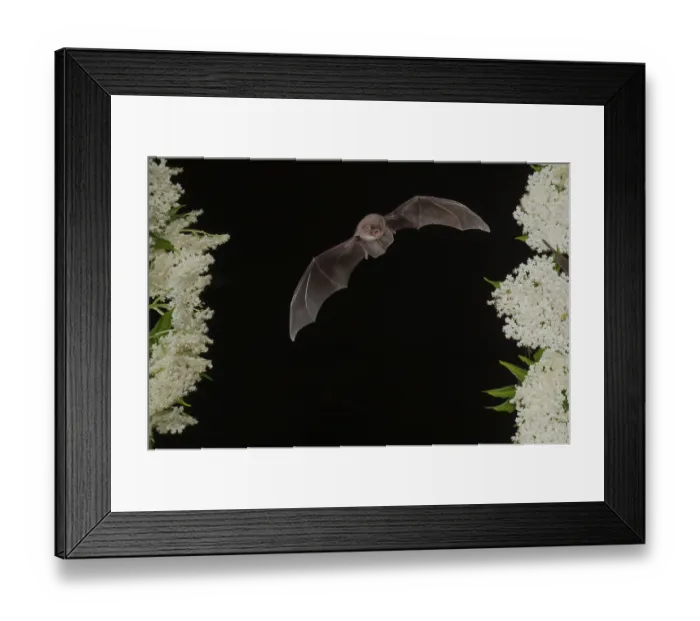 Framed Print : Common bent-wing bat (Miniopterus schreibersii) flying past a flowering elder (Sambucus)
