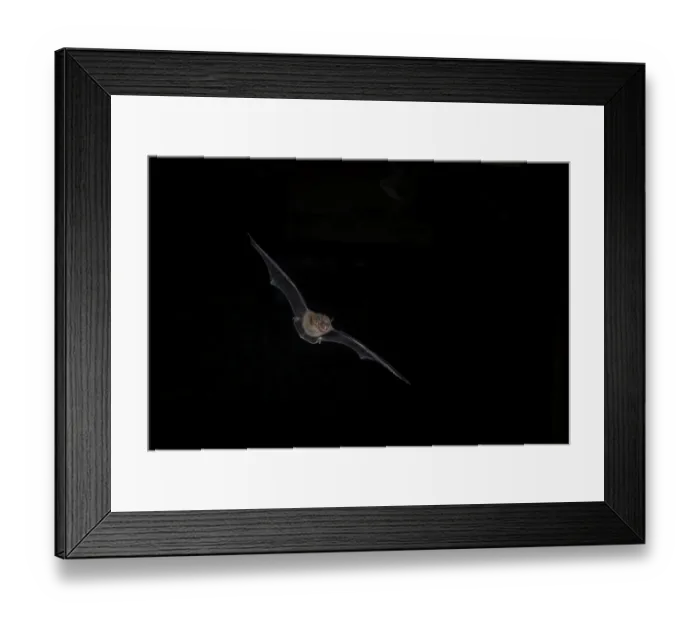 Framed Print : Common pipistrelle (Pipistrellus pipistrellus) hunting for insects at night
