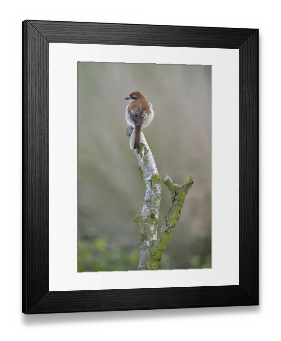 Framed Print : Red-backed Shrike (Lanius collurio)