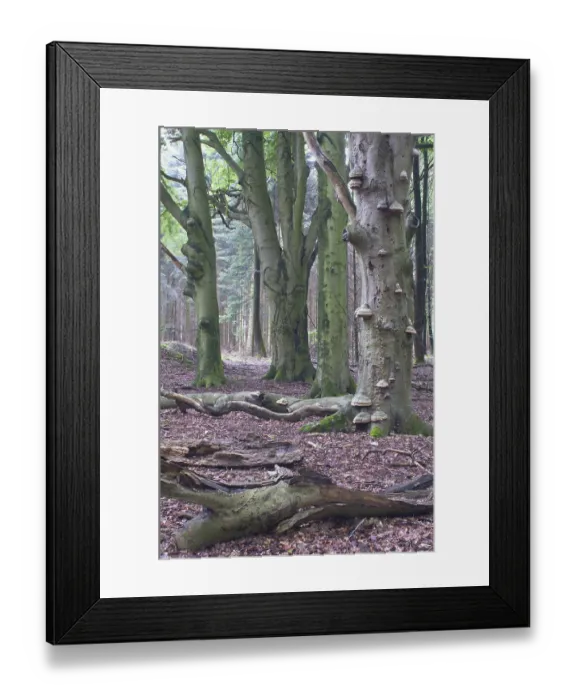 Framed Print : Beech (Fagus sylvatica) forest
