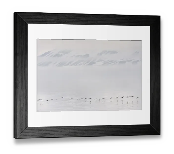 Framed Print : Flock of Thick-billed Murres (Uria lomvia) or Brunnich's guillemots Lying over Hinlopen Strait
