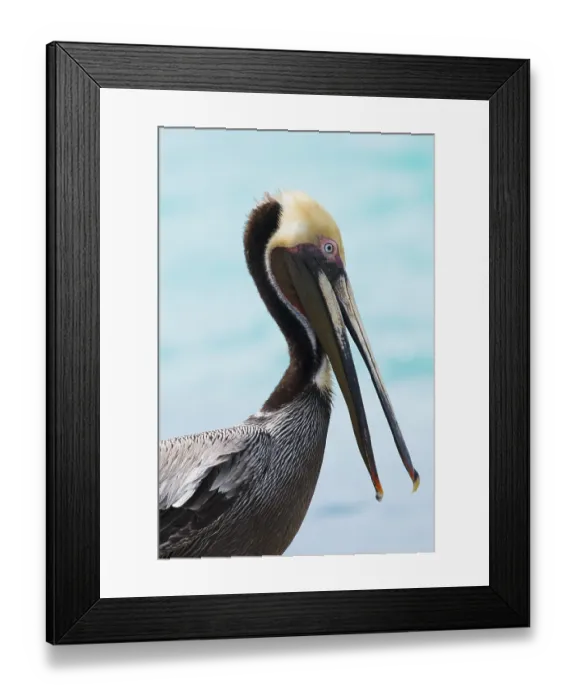 Framed Print : Brown Pelican (Pelecanus occidentalis) Framed Print : Brown Pelican (Pelecanus occidentalis)