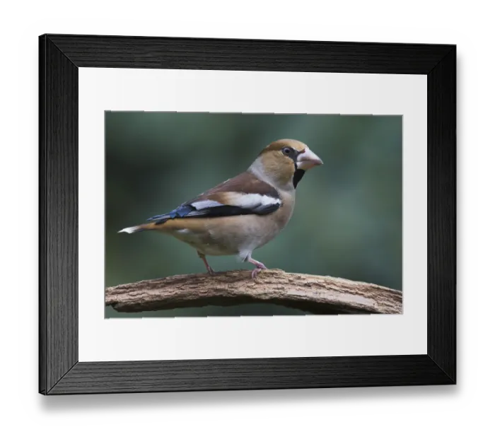Framed Print : Hawfinch (Coccothraustes coccothraustes) Framed Print : Hawfinch (Coccothraustes coccothraustes)