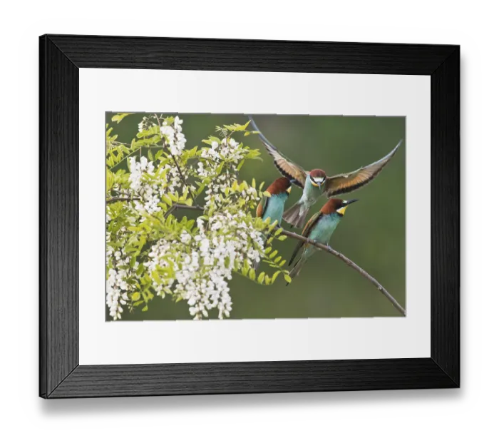 Framed Print : Bee-eater (Merops apiaster) in flowering black locust (Robinia pseudoacacia) Framed Print : Bee-eater (Merops apiaster) in flowering black locust (Robinia pseudoacacia)