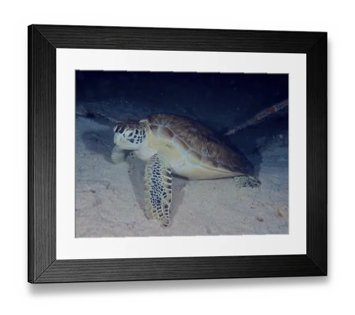 Framed Print : Hawksbill turtle (Eretmochelys imbricata imbricata) at night