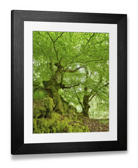 Framed Print : Gnarled old beech trees with moss-covered roots