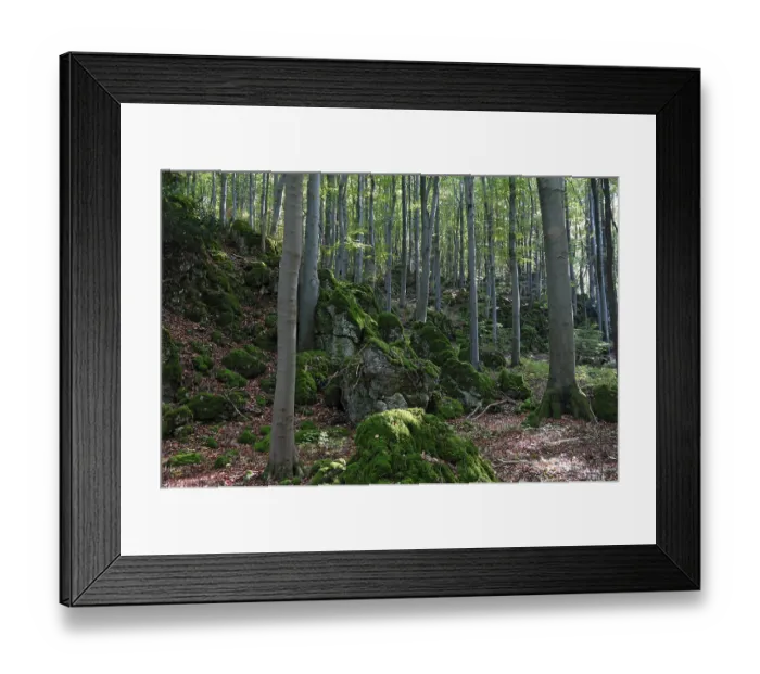 Framed Print : Beech forest with moss-covered rocks Framed Print : Beech forest with moss-covered rocks