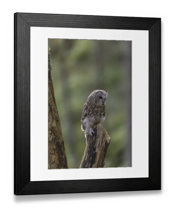 Framed Print : One tawny owl or brown owl (Strix aluco) sitting on a dead tree in the bavarian forest Framed Print : One tawny owl or brown owl (Strix aluco) sitting on a dead tree in the bavarian forest