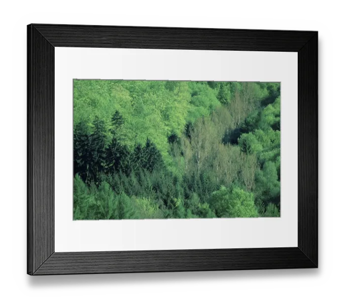 Framed Print : Mixed forest in spring, Bramwald Framed Print : Mixed forest in spring, Bramwald