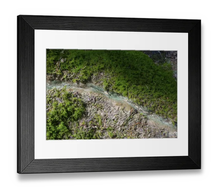 Framed Print : Natural phenomenon in the forest Framed Print : Natural phenomenon in the forest