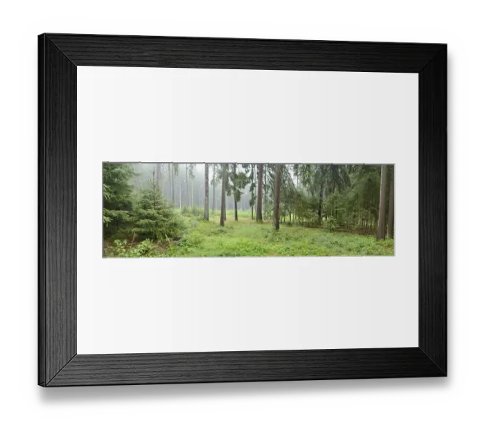 Framed Print : Misty forest with tall pine trees and lush green undergrowth creating a serene and tranquil atmosphere