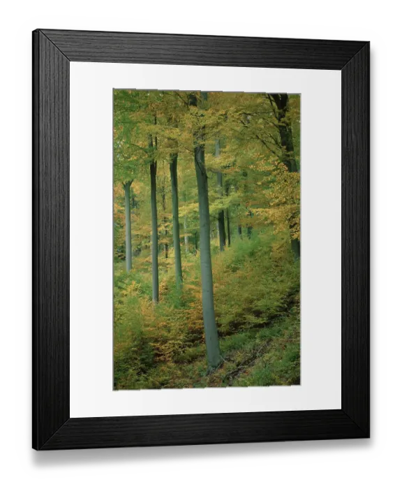 Framed Print : Beech forest in autumn, Common beech (Fagus sylvatica)