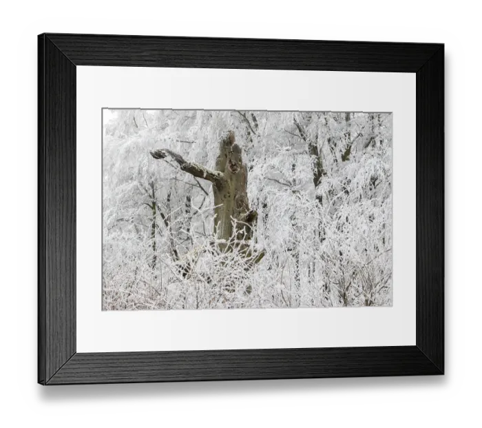 Framed Print : Deciduous forest covered with snow Framed Print : Deciduous forest covered with snow