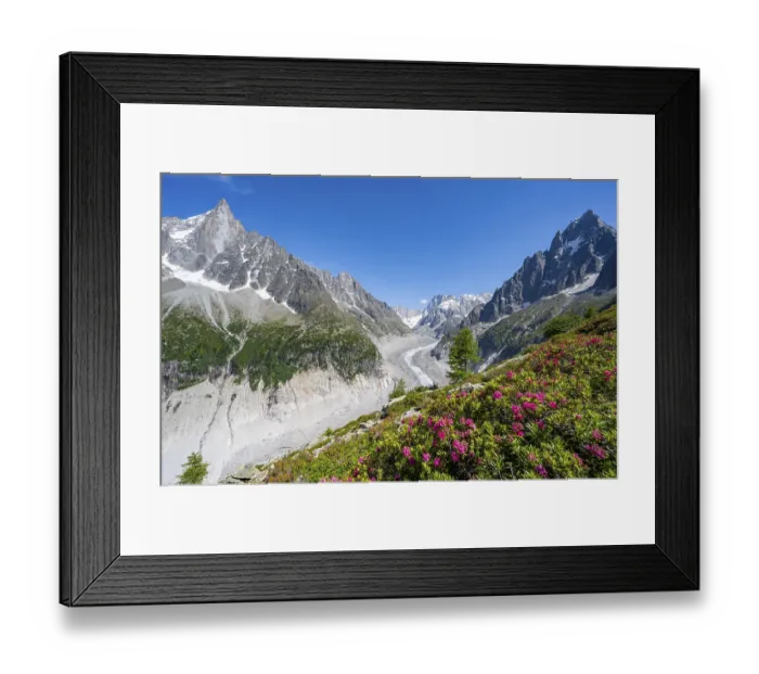 Framed Print : Picturesque mountain landscape with blooming alpine roses