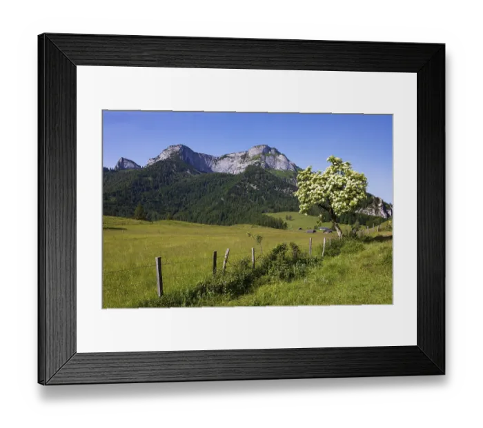 Framed Print : Blossoming elder bush on the Eisenaualm with Schafberg Framed Print : Blossoming elder bush on the Eisenaualm with Schafberg