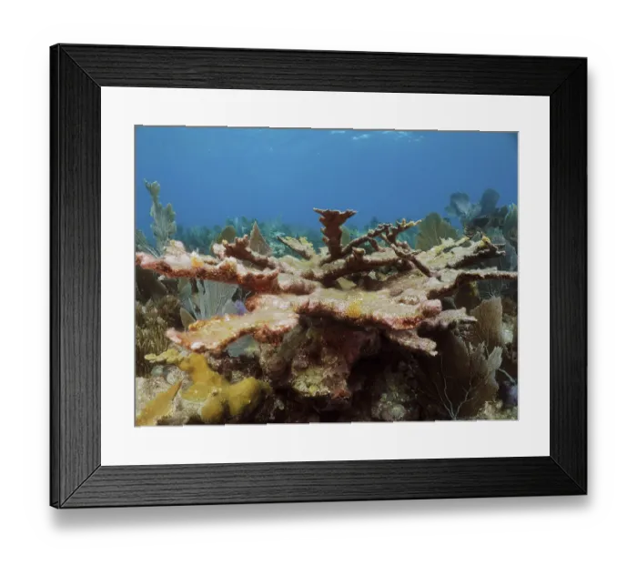 Framed Print : Dead elkhorn coral (Acropora palmata) Framed Print : Dead elkhorn coral (Acropora palmata)