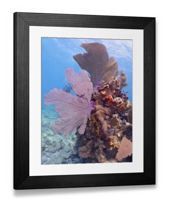 Framed Print : Colourful coral reef with large purple sea fans Framed Print : Colourful coral reef with large purple sea fans