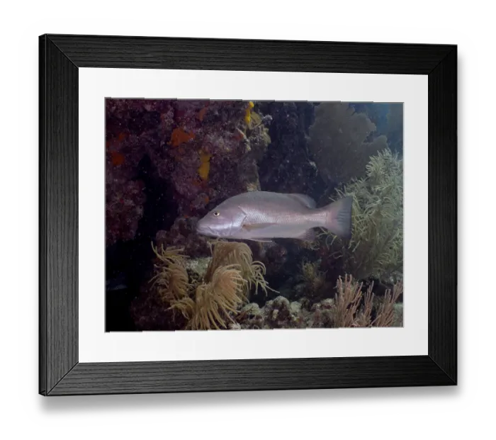 Framed Print : A Cubera snapper (Lutjanus cyanopterus) swims next to corals in a colourful underwater world Framed Print : A Cubera snapper (Lutjanus cyanopterus) swims next to corals in a colourful underwater world