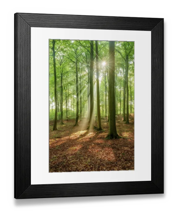 Framed Print : The sun shines through a near-natural beech forest (Fagus sp) Framed Print : The sun shines through a near-natural beech forest (Fagus sp)