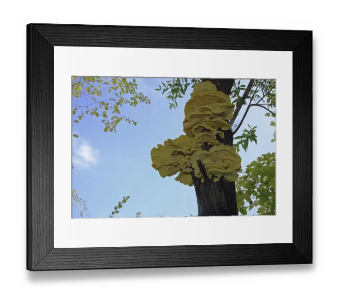 Framed Print : Sulphur Porling (Laetiporus sulphureus) on a tree trunk