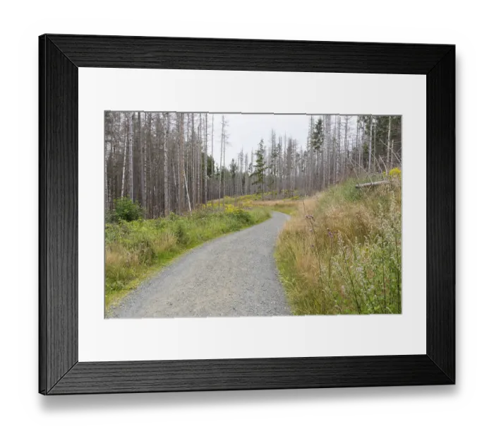 Framed Print : Large areas affected by forest dieback Framed Print : Large areas affected by forest dieback