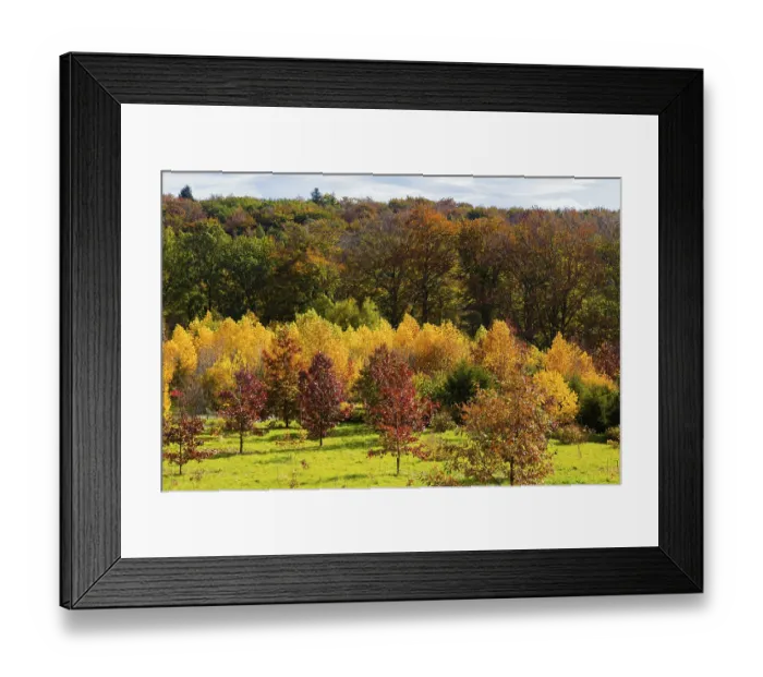 Framed Print : The Forest Botanical Garden Tharandt is an institution of the Technical University of Dresden