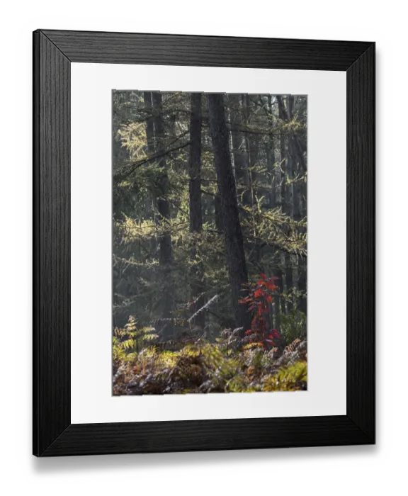 Framed Print : Northern red oak (Quercus rubra)