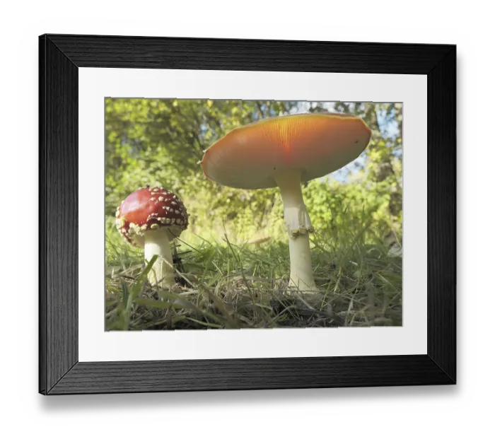 Framed Print : Fly agarics (Amanita muscaria) growing at the edge of a forest