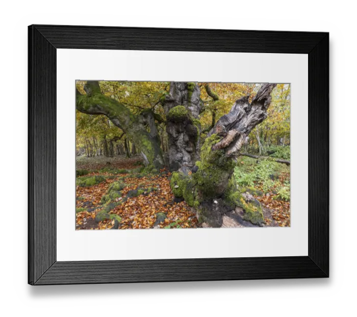 Framed Print : Old copper beeches (Fagus sylvatica) in the Hutewald Halloh