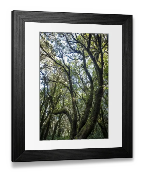 Framed Print : Cloud forest, laurel forest, Garajonay National Park Framed Print : Cloud forest, laurel forest, Garajonay National Park