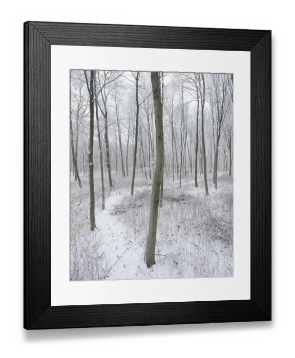 Framed Print : Snow-covered hiking trail through beech forest in winter Framed Print : Snow-covered hiking trail through beech forest in winter