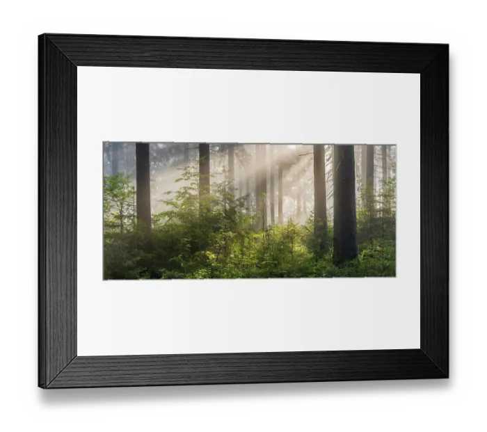 Framed Print : Spruce forest in the early morning