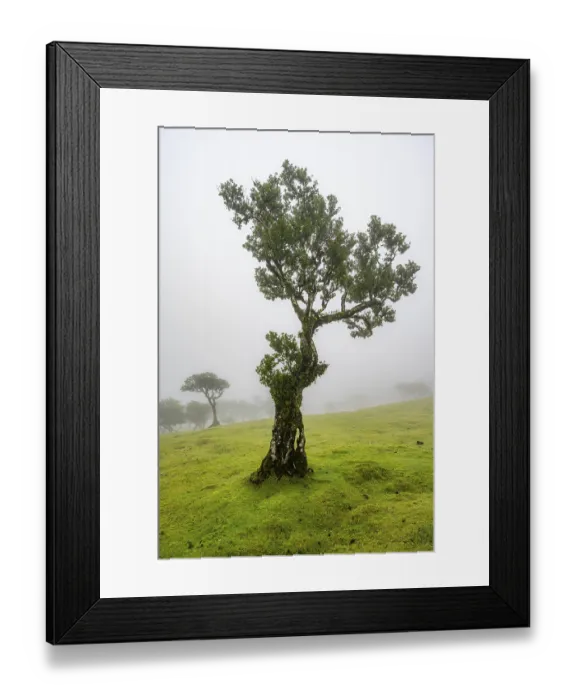 Framed Print : Stinkwood (Ocotea foetens) overgrown with moss and plants in the mist