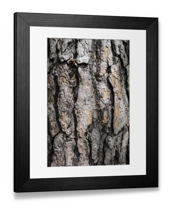 Framed Print : Bark of Scots pine (Pinus sylvestris)
