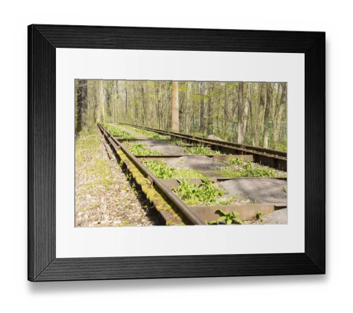 Framed Print : Tracks of the Auwald crane in the forest