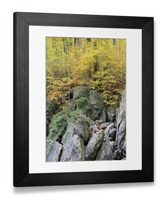 Framed Print : Rugged boulders covered with ivy (Hedera helix) Framed Print : Rugged boulders covered with ivy (Hedera helix)