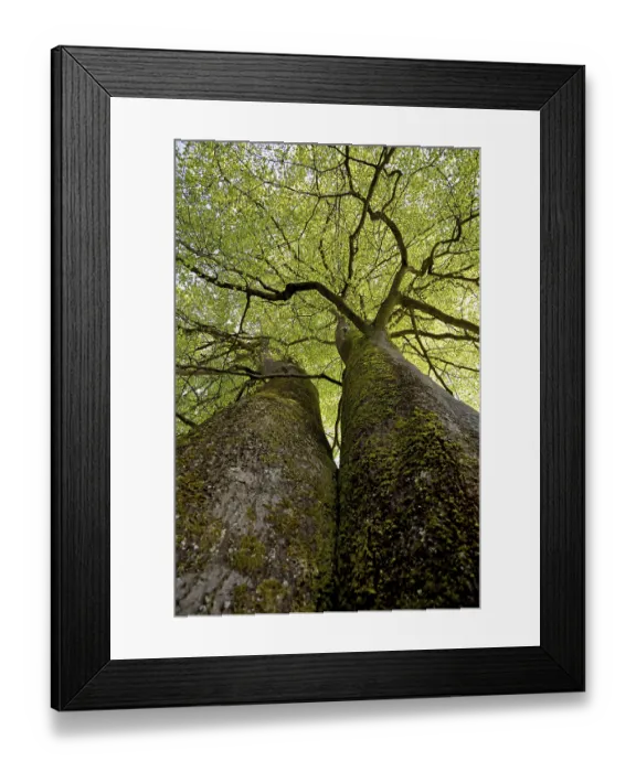 Framed Print : Common beeches (Fagus sylvatica)