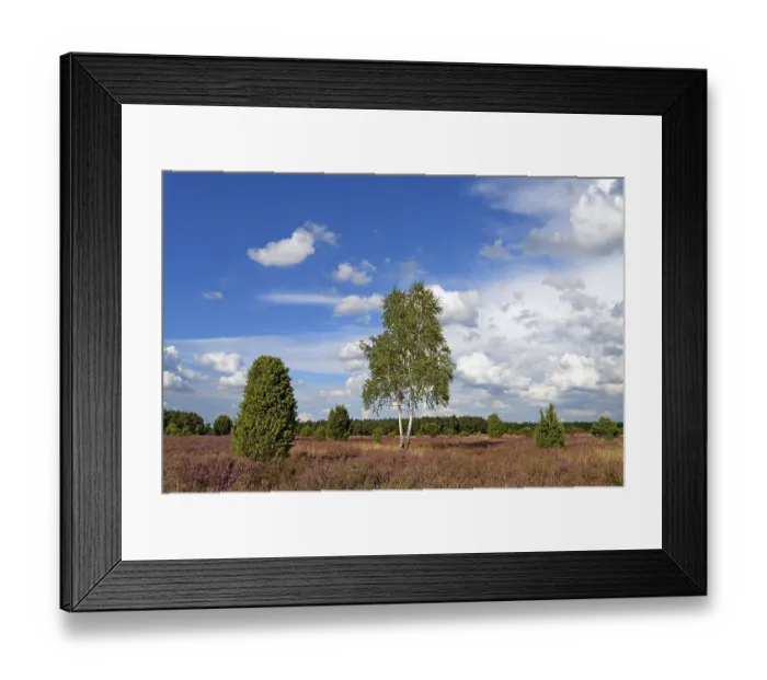 Framed Print : Heathland, juniper forest Schmarbeck