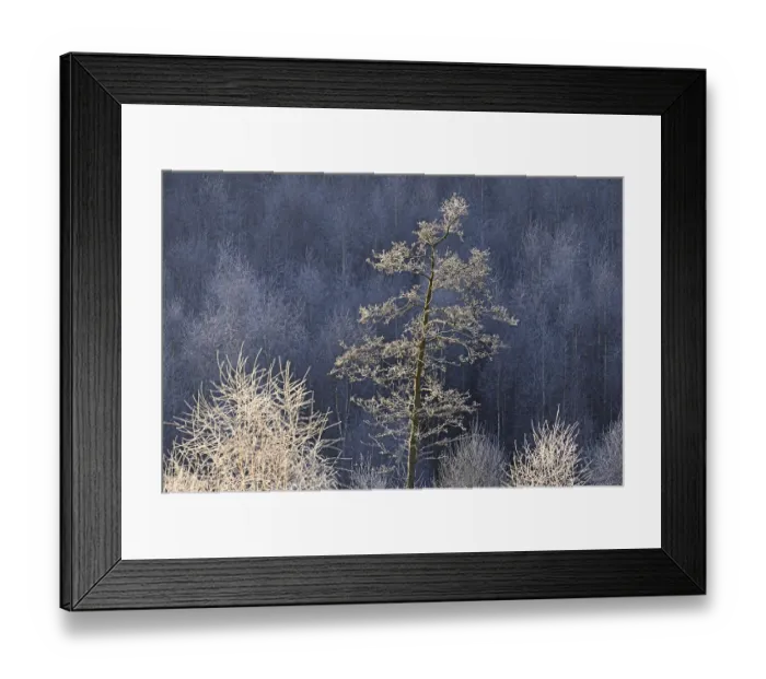 Framed Print : Forest clearing, alder (Alnus) and birch (Betula) with hoarfrost