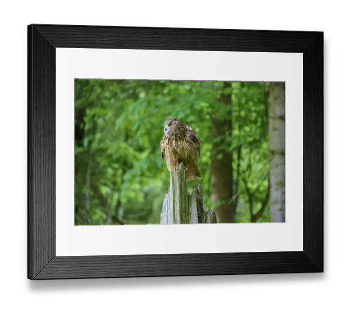 Framed Print : Eurasian eagle-owl (Bubo bubo) Framed Print : Eurasian eagle-owl (Bubo bubo)