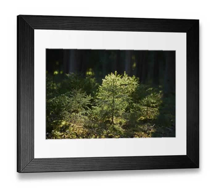 Framed Print : Norway spruce (Picea abies) in a forest