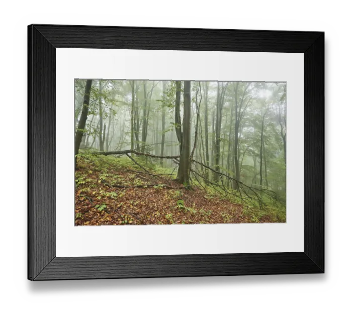 Framed Print : Landscape of a foggy forest with European beech (Fagus sylvatica) in autumn Framed Print : Landscape of a foggy forest with European beech (Fagus sylvatica) in autumn