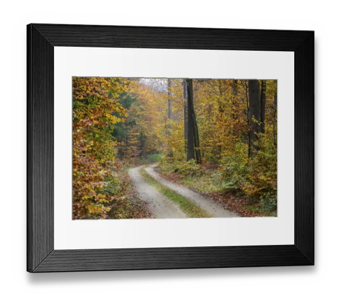 Framed Print : Landscape of a trail going through the European beech (Fagus sylvatica) forest