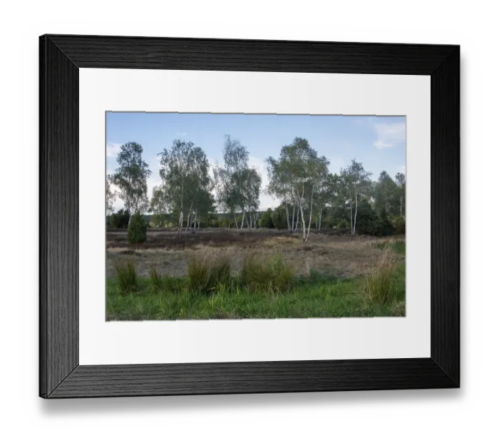 Framed Print : Birches, Birch Grove, Lueneburg Heath