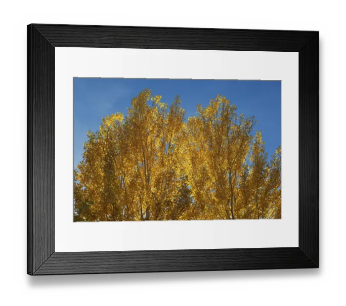Framed Print : Yellow aspens (Populus tremula) in autumnal colours