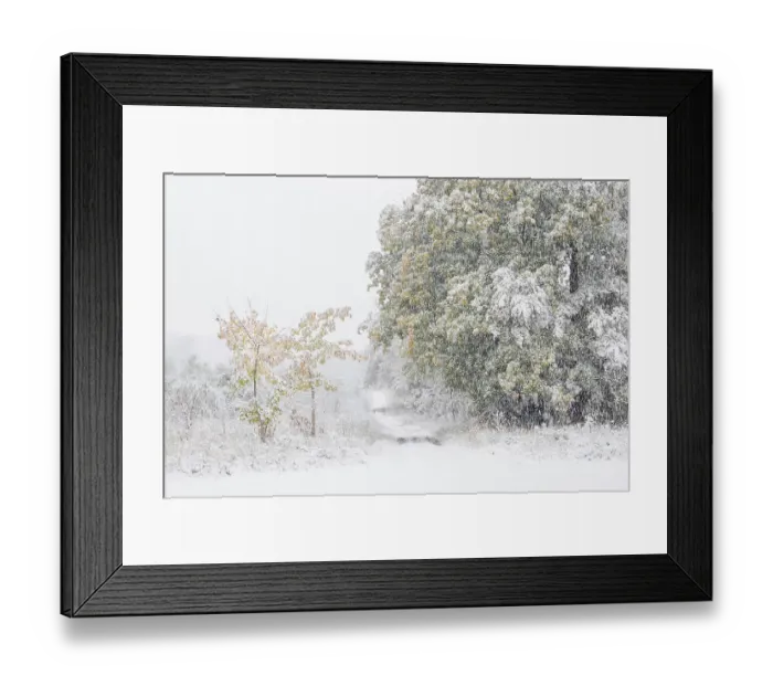 Framed Print : Early onset of winter, deciduous trees with autumn colours in snow